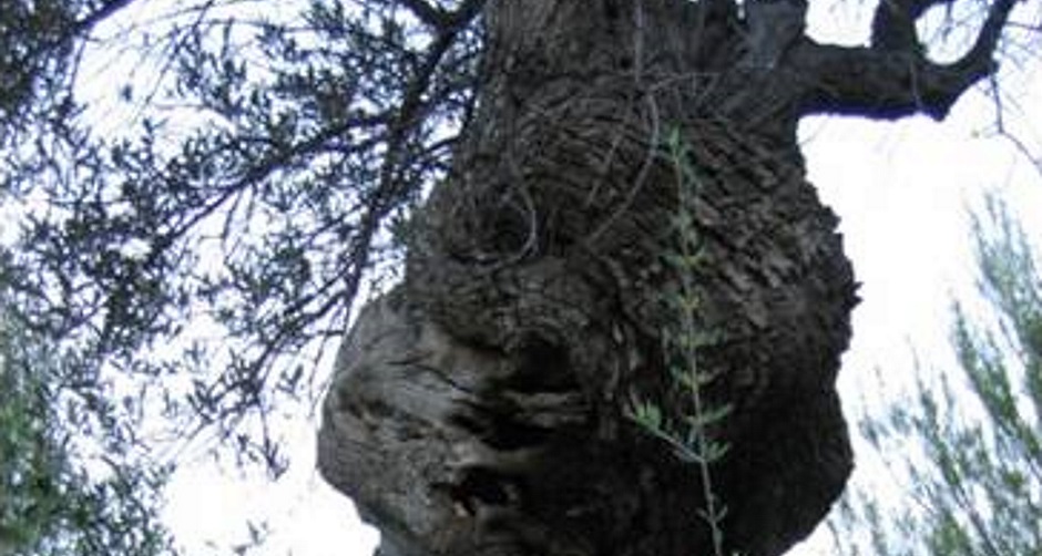 gsundsi-akademie-radiaesthesie-geschichte-erdstrahlen-krebsbaum.jpg