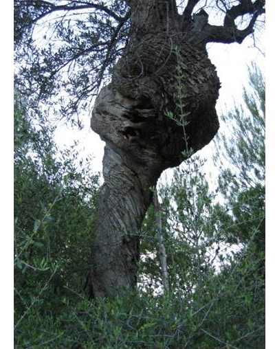 gsundsi-krebsbaum